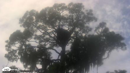 NE Florida Eagles Live Webcam - Sep 3, 2026, 1:21pm EDT