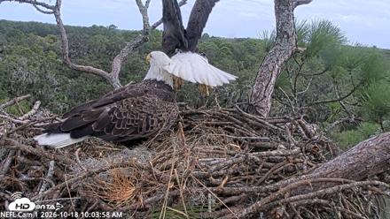 NE Florida Eagles Live Webcam - Oct 18, 2026, 10:04am EDT