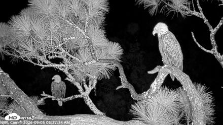 NE Florida Eagles Live Webcam - Sep 5, 2026, 6:29am EDT