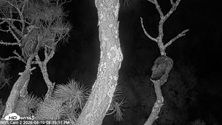 NE Florida Eagles Live Webcam - Apr 10, 2026, 8:36pm EDT