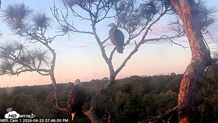 NE Florida Eagles Live Webcam - Apr 23, 2026, 7:47pm EDT