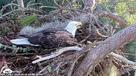 NE Florida Eagles Live Webcam - Sep 6, 2026, 7:49am EDT