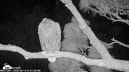 NE Florida Eagles Live Webcam - Aug 13, 2026, 1:42am EDT