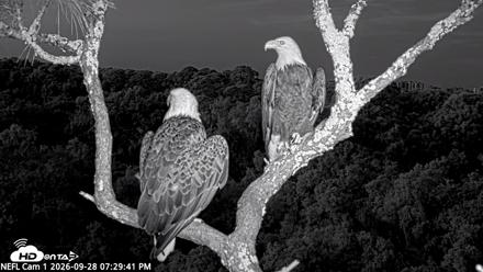 NE Florida Eagles Live Webcam - Sep 28, 2026, 7:30pm EDT