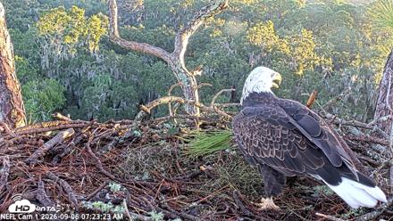 NE Florida Eagles Live Webcam - Sep 6, 2026, 7:24am EDT
