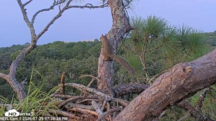 NE Florida Eagles Live Webcam - Jul 29, 2026, 7:27pm EDT