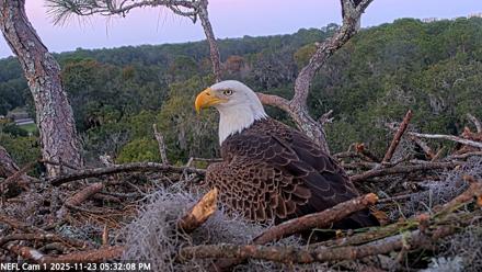 NE Florida Eagles Live Webcam - Nov 23, 2025, 5:32pm EST