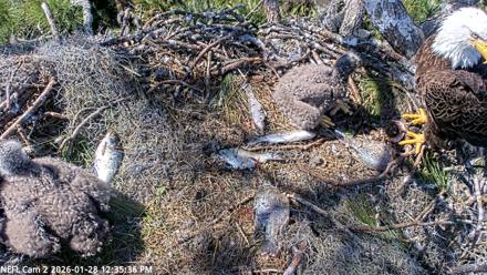 NE Florida Eagles Live Webcam - Jan 28, 2026, 12:36pm EST