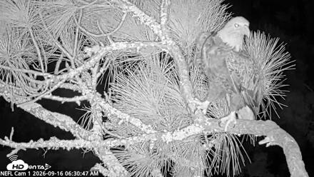 NE Florida Eagles Live Webcam - Sep 16, 2026, 6:31am EDT