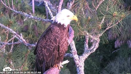 NE Florida Eagles Live Webcam - Apr 24, 2026, 6:31am EDT