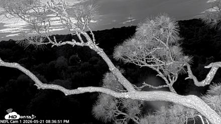 NE Florida Eagles Live Webcam - May 21, 2026, 8:37pm EDT