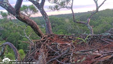 NE Florida Eagles Live Webcam - Jun 22, 2026, 6:39am EDT