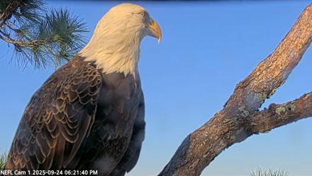 NE Florida Eagles Live Webcam - Sep 24, 2025, 6:22pm EDT