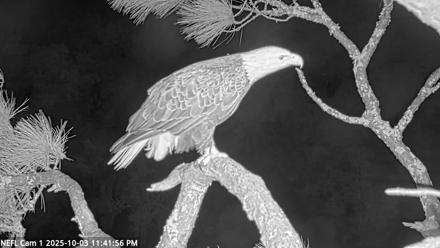 NE Florida Eagles Live Webcam - Oct 3, 2025, 11:42pm EDT