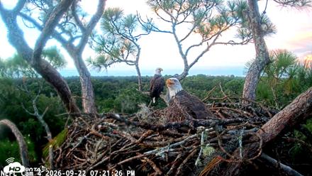 NE Florida Eagles Live Webcam - Sep 22, 2026, 7:22pm EDT