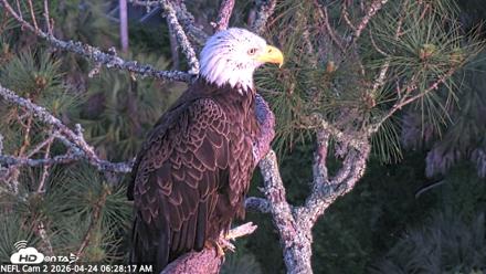 NE Florida Eagles Live Webcam - Apr 24, 2026, 6:30am EDT