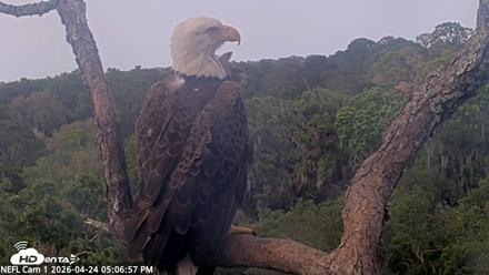 NE Florida Eagles Live Webcam - Apr 24, 2026, 5:07pm EDT