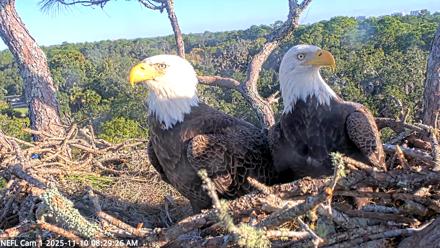 NE Florida Eagles Live Webcam - Nov 10, 2025, 8:30am EST