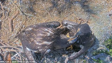 NE Florida Eagles Live Webcam - Mar 9, 2026, 1:02pm EDT