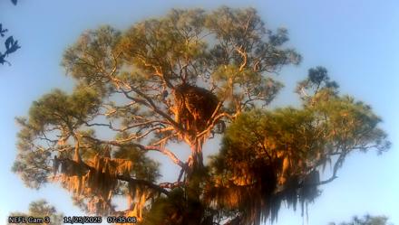 NE Florida Eagles Live Webcam - Nov 25, 2025, 7:35am EST