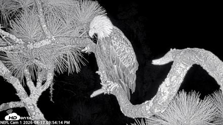 NE Florida Eagles Live Webcam - Aug 17, 2026, 9:55pm EDT