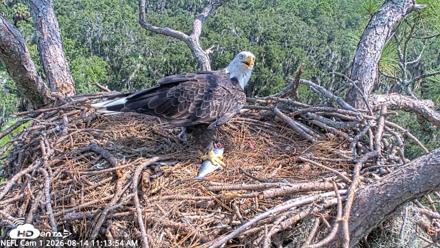 NE Florida Eagles Live Webcam - Aug 14, 2026, 11:14am EDT