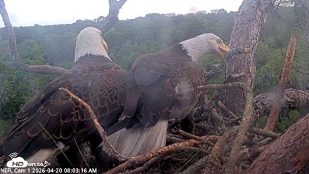 NE Florida Eagles Live Webcam - Apr 20, 2026, 8:04am EDT