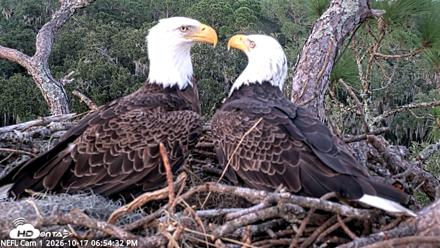 NE Florida Eagles Live Webcam - Oct 17, 2026, 6:55pm EDT