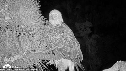NE Florida Eagles Live Webcam - Aug 17, 2026, 6:14am EDT