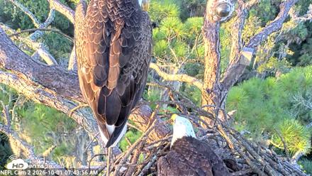 NE Florida Eagles Live Webcam - Oct 1, 2026, 7:44am EDT