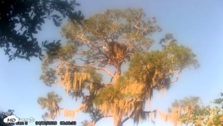 NE Florida Eagles Live Webcam - Apr 12, 2026, 8:11am EDT