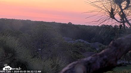 NE Florida Eagles Live Webcam - May 5, 2026, 6:34am EDT