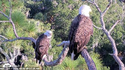 NE Florida Eagles Live Webcam - Aug 30, 2026, 8:22am EDT