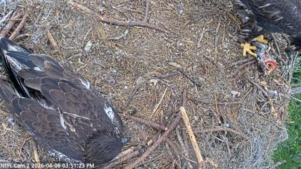 NE Florida Eagles Live Webcam - Apr 6, 2026, 3:52pm EDT