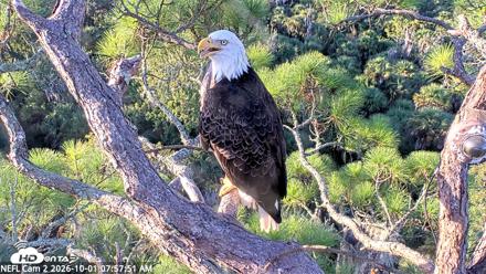 NE Florida Eagles Live Webcam - Oct 1, 2026, 7:58am EDT