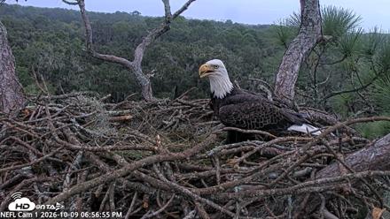 NE Florida Eagles Live Webcam - Oct 9, 2026, 6:57pm EDT