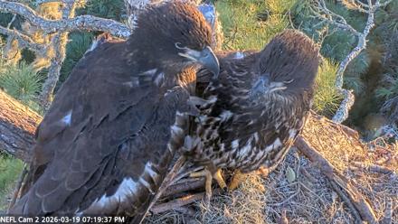 NE Florida Eagles Live Webcam - Mar 19, 2026, 7:20pm EDT