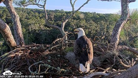 NE Florida Eagles Live Webcam - Sep 6, 2026, 8:06am EDT