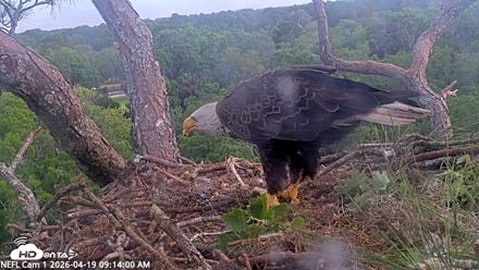 NE Florida Eagles Live Webcam - Apr 19, 2026, 9:14am EDT