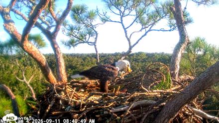 NE Florida Eagles Live Webcam - Sep 11, 2026, 8:41am EDT