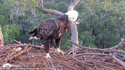 NE Florida Eagles Live Webcam - Aug 15, 2026, 7:03am EDT