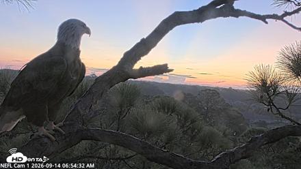 NE Florida Eagles Live Webcam - Sep 14, 2026, 6:55am EDT