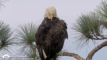 NE Florida Eagles Live Webcam - Oct 10, 2026, 8:17am EDT