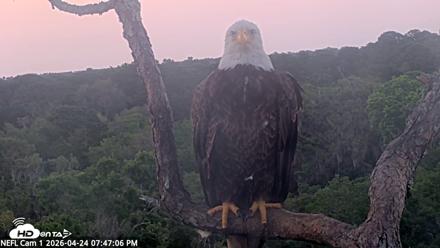 NE Florida Eagles Live Webcam - Apr 24, 2026, 7:48pm EDT