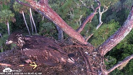 NE Florida Eagles Live Webcam - Apr 14, 2026, 6:46am EDT