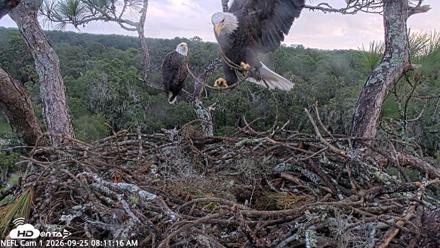 NE Florida Eagles Live Webcam - Sep 25, 2026, 8:12am EDT