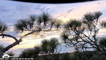 NE Florida Eagles Live Webcam - Aug 28, 2026, 7:47pm EDT