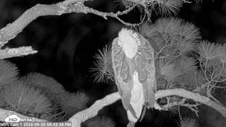 NE Florida Eagles Live Webcam - Sep 26, 2026, 8:44pm EDT