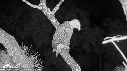 NE Florida Eagles Live Webcam - Oct 8, 2026, 6:34am EDT