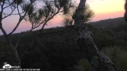 NE Florida Eagles Live Webcam - Aug 18, 2026, 6:33am EDT